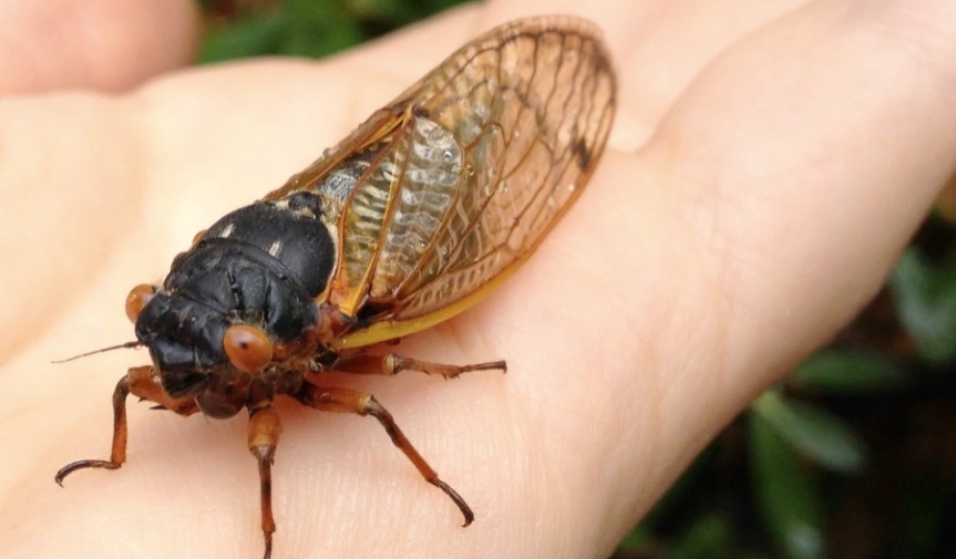Cicada’s Buzz Finally Explained: Powerful Protection Magic Keeping Florida Safe